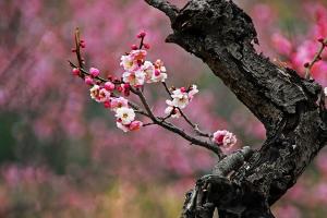 南京國際梅花節